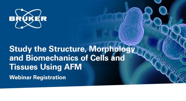 Strudy the Structure, Morphology and Biomechanics of Cells and Tissues Using AFM