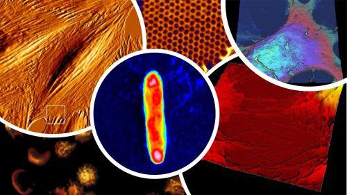 Webinar : BioAFM and Their Applications in Cell Studies