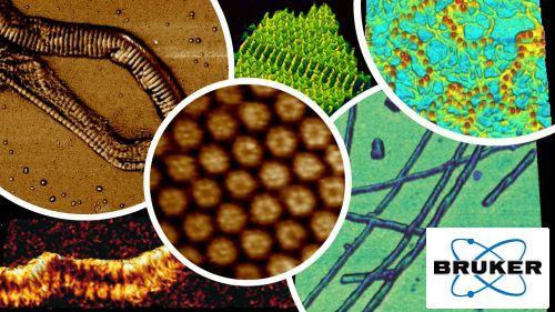 Webinar : AFM Application in Single Molecule Studies